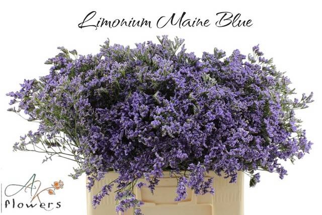 <h4>LIM MAINE BLUE</h4>