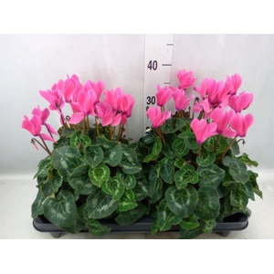 Cyclamen GR 'XL'