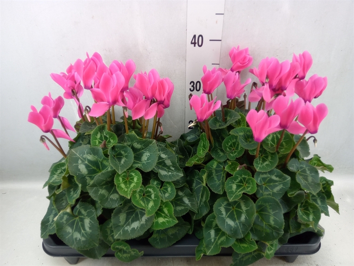 <h4>Cyclamen GR 'XL'</h4>