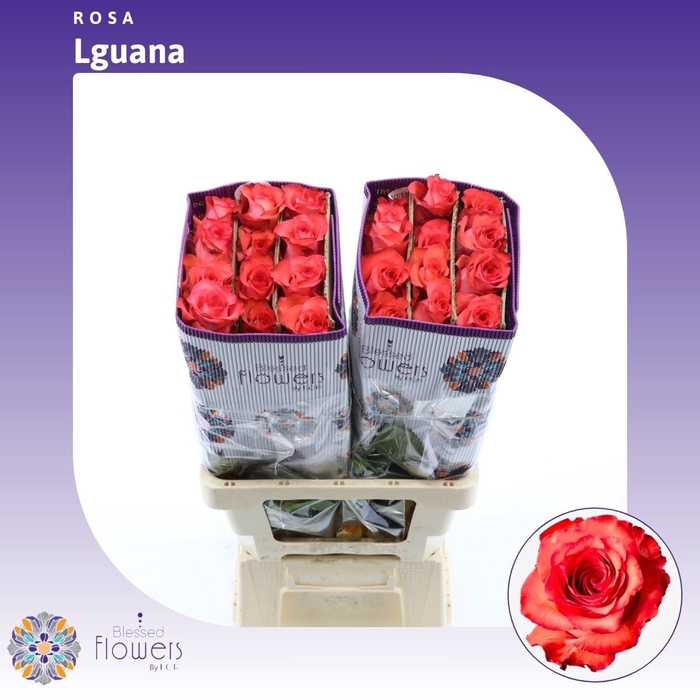 Rosa gr Iguana