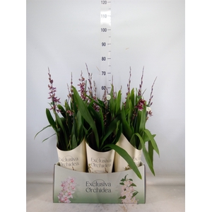 Burrageara  'Barrocco Red'