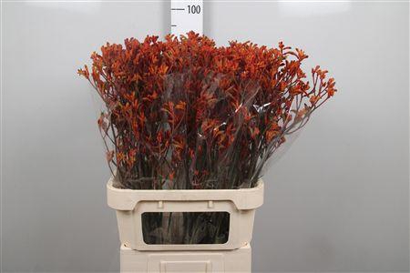 <h4>Anigoz Golden Girl</h4>