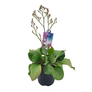 Limonium Salt Lake p17 (NL)