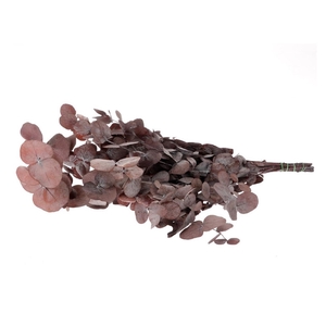 Preserved Eucalyptus Cinerea 65cm 150g