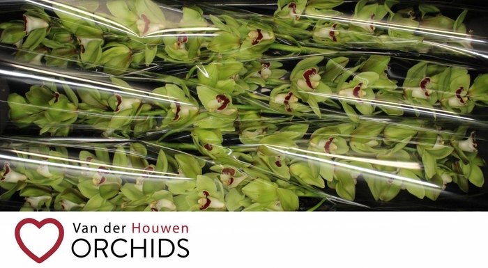 <h4>Green Zennit Machteld 80 cm</h4>