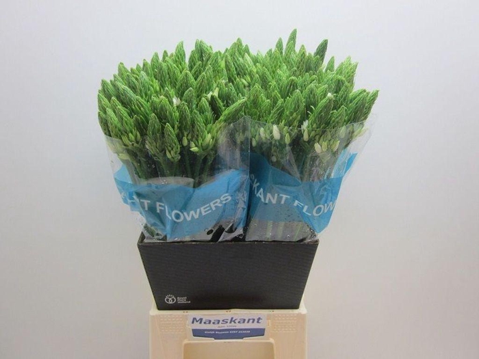 <h4>Ornithogalum Mount Fuji</h4>