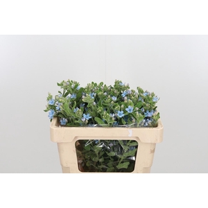 Oxypetalum Coeruleum