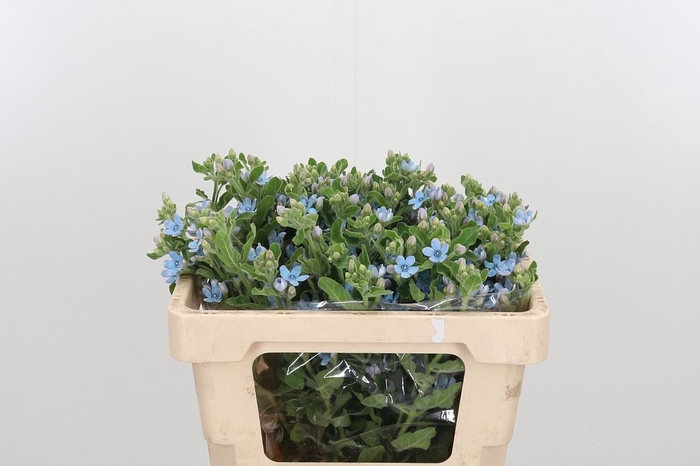 <h4>Oxypetalum Coeruleum</h4>