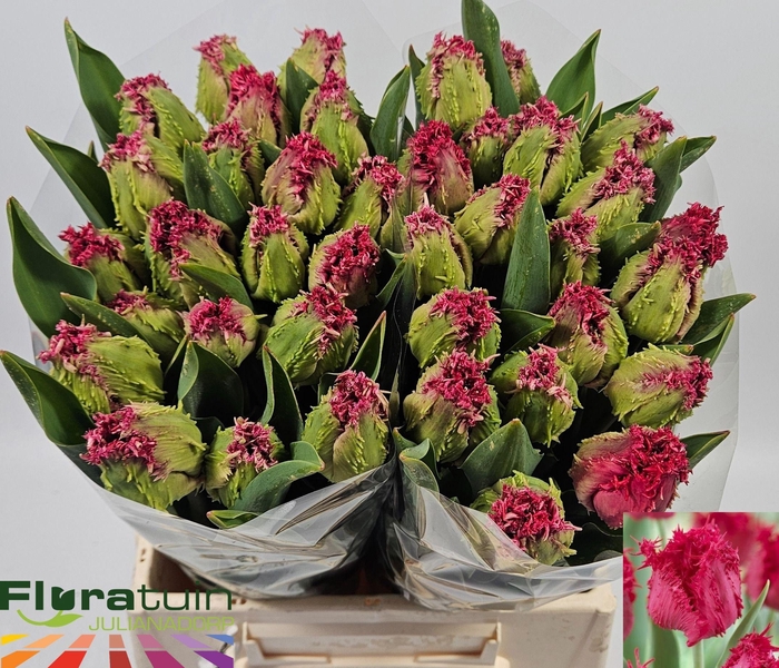 <h4>TU FR BARBADOS</h4>