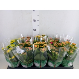 Kalanchoe blos. 'RosDon Collection'