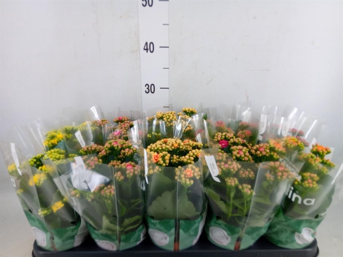 <h4>Kalanchoe blos. 'RosDon Collection'</h4>