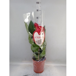 Anthurium andr. 'Red Bull'