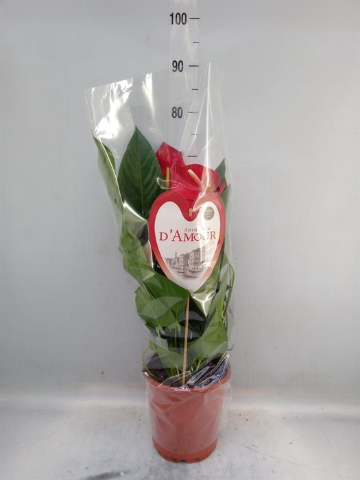 <h4>Anthurium andr. 'Red Bull'</h4>