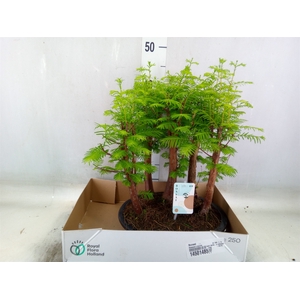 Bonsai   ...