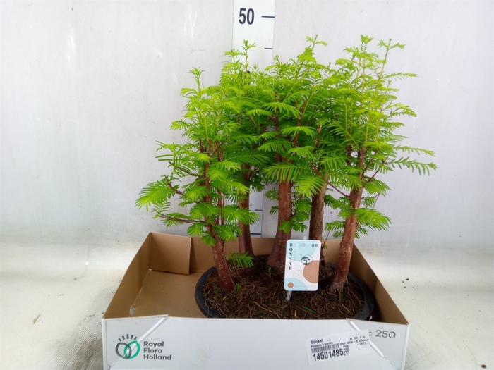 <h4>Bonsai   ...</h4>