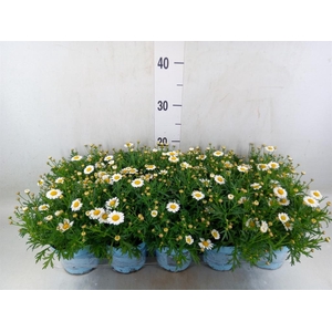 Argyranthemum  'La Rita Comp White'