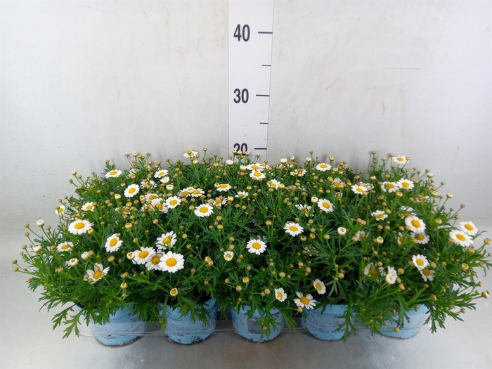 <h4>Argyranthemum  'La Rita Comp White'</h4>