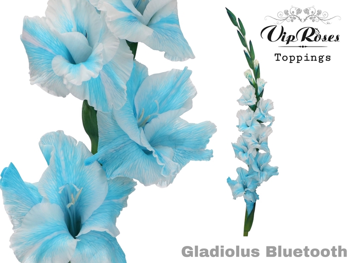 <h4>GLAD GR BLUETOOTH</h4>