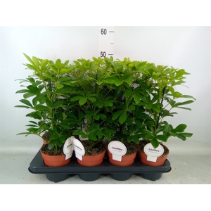 Schefflera arbor. 'Nora'
