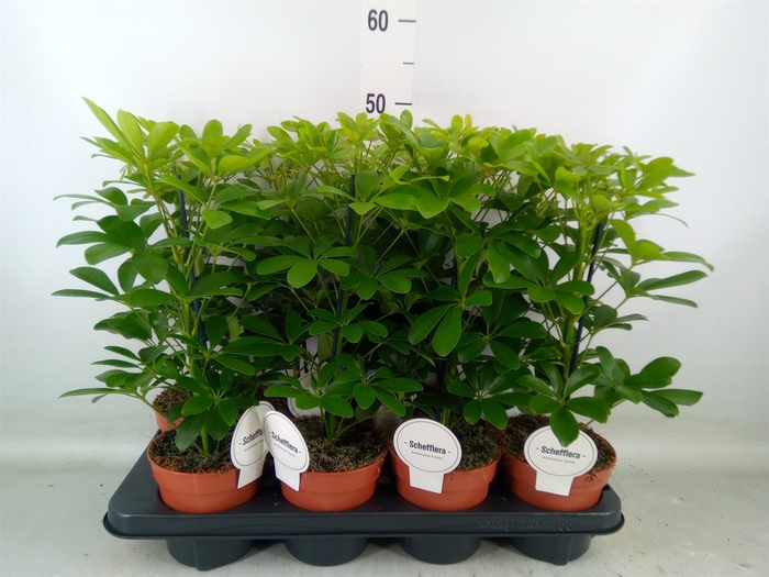 <h4>Schefflera arbor. 'Nora'</h4>