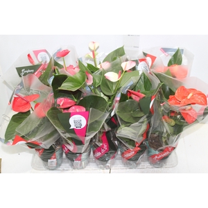 ANTHURIUM VARIADO P12