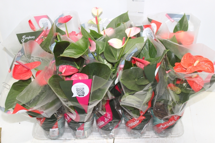 <h4>ANTHURIUM VARIADO P12</h4>