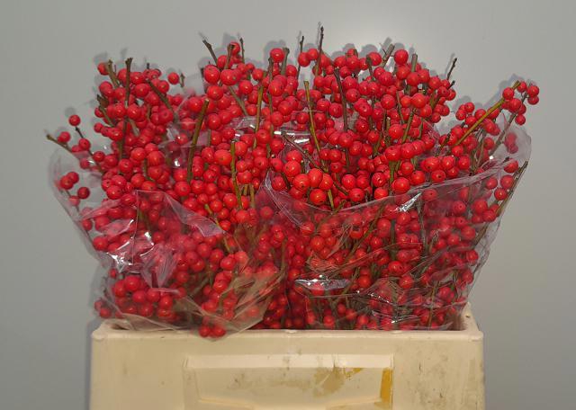 <h4>ILEX VE RODE BES</h4>