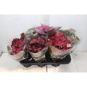 BEGONIA BELEAF P15 PO