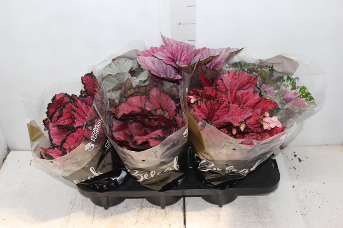 <h4>BEGONIA BELEAF P15 PO</h4>