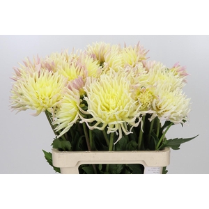 Dahlia Spider Zalm