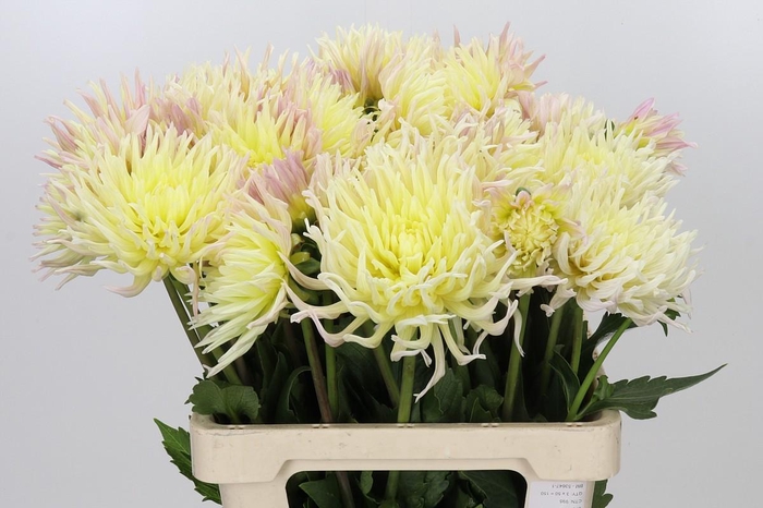 <h4>Dahlia Spider Zalm</h4>
