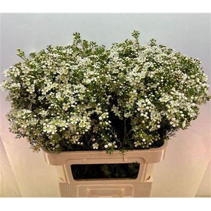 Chame Un Jupite Moon White 80cm