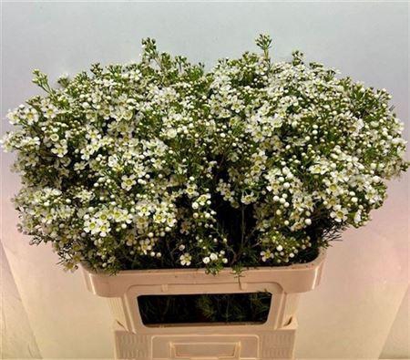 <h4>Chame Un Jupite Moon White 80cm</h4>