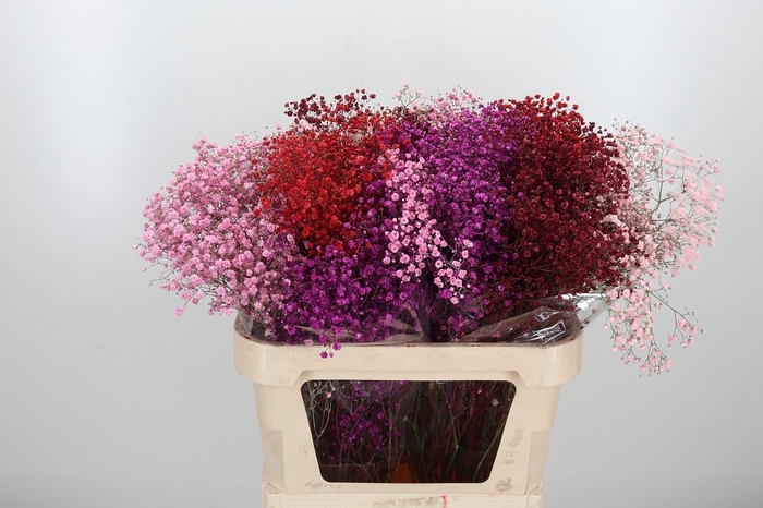 <h4>Gyps Kl Bh Love</h4>