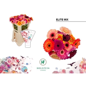 Germini Mix Elite Water