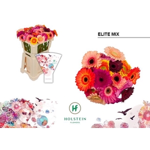 Germini Mix Elite Water