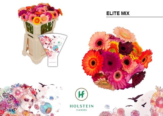 <h4>Germini Mix Elite Water</h4>