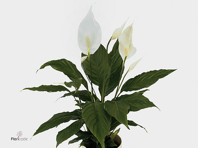 Spathiphyllum Chopin (Scale)