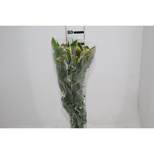 ALSTROEMERIA FLORIDA 080 CM