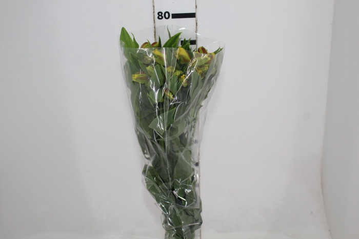 <h4>ALSTROEMERIA FLORIDA 080 CM</h4>