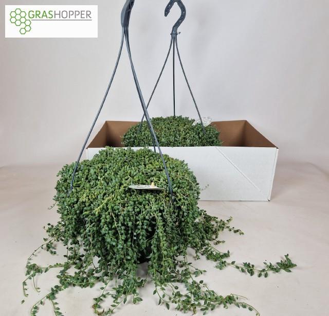 <h4>SENEC HERREIANUS</h4>