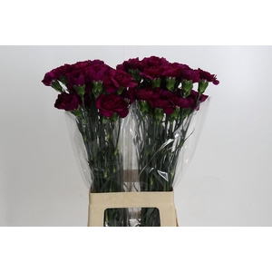 Dianthus St Purple Damascus