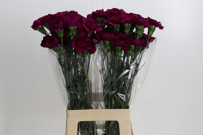 <h4>Dianthus St Purple Damascus</h4>