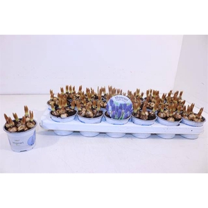 Muscari Night Eyes 9Ø 13cm
