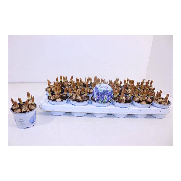 <h4>Muscari Night Eyes 9Ø 13cm</h4>