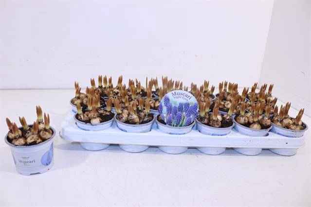 Muscari Night Eyes 9Ø 13cm