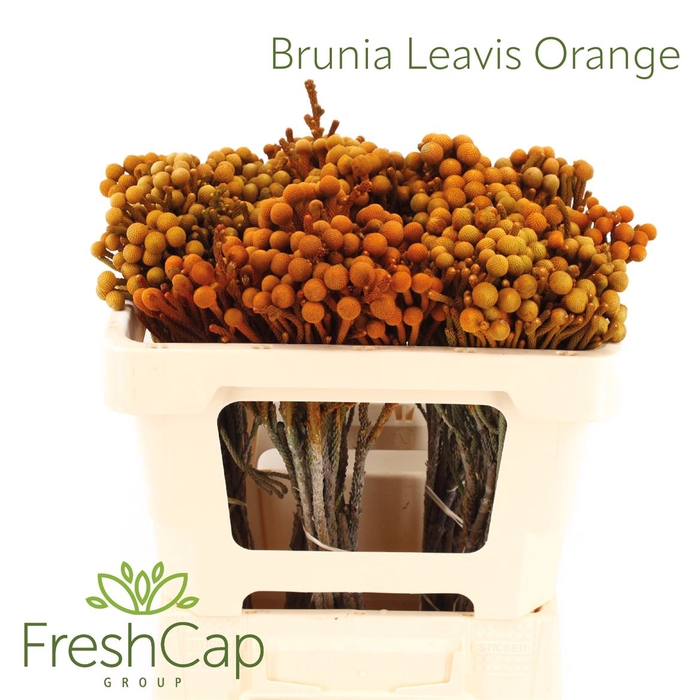 <h4>Brunia Leavis Orange</h4>