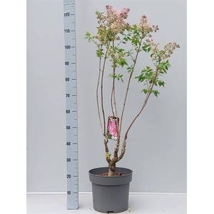 arr8 Syri Maiden's Blush