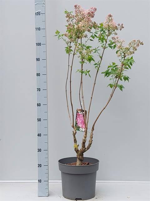 <h4>arr8 Syri Maiden's Blush</h4>