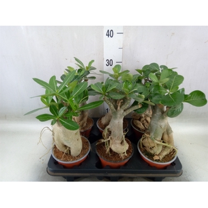 Adenium obesum
